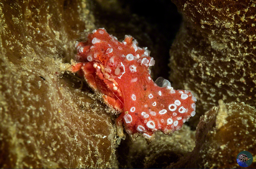 Cryptodromia coronata