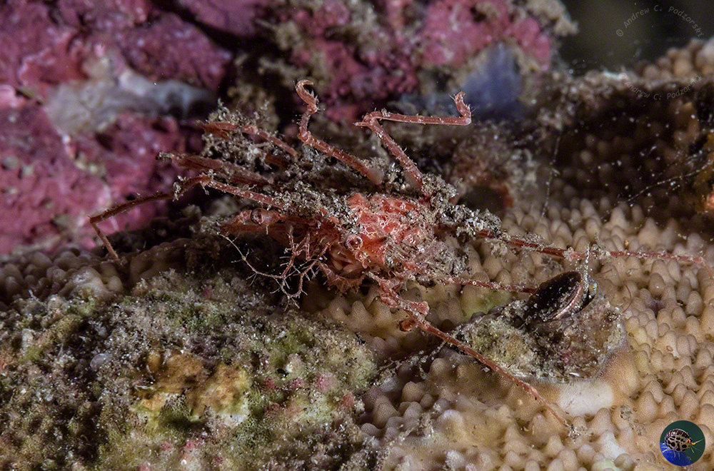 Latreillopsis marieneae showing the legs used for carrying