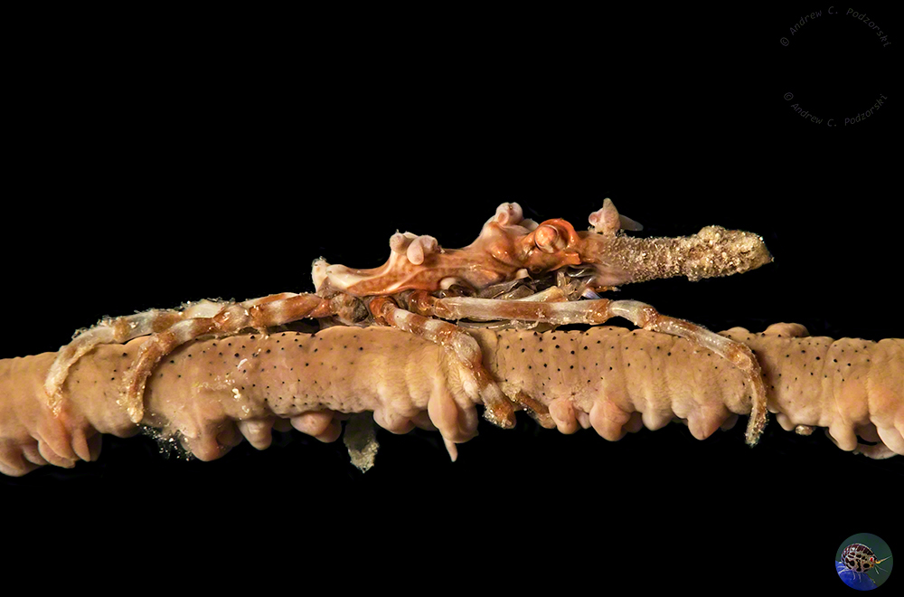 Xenocarcinus tuberculatus