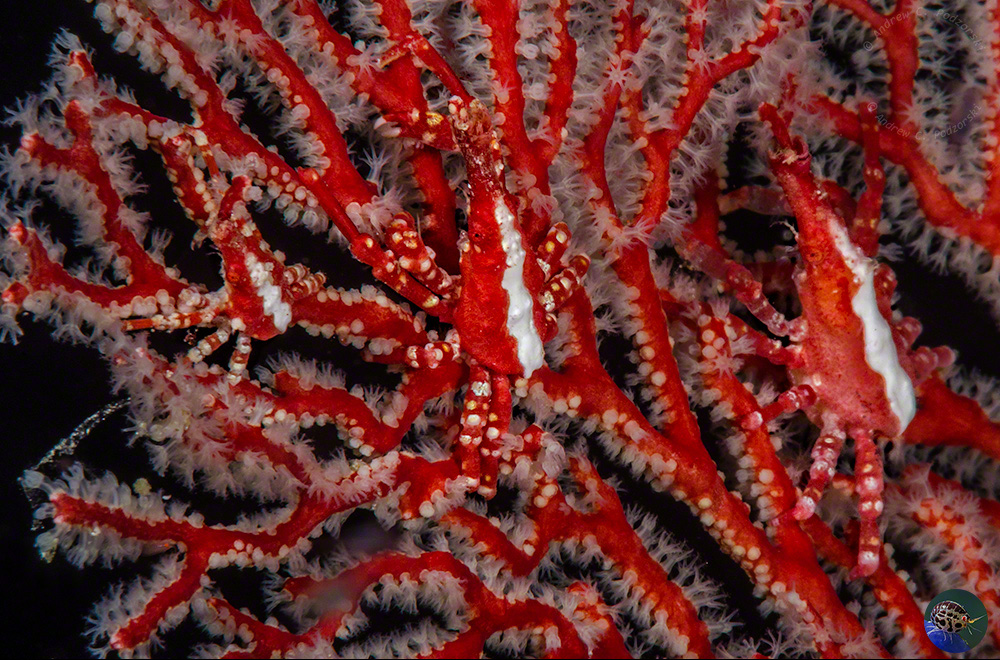 Xenocarcinus depressus