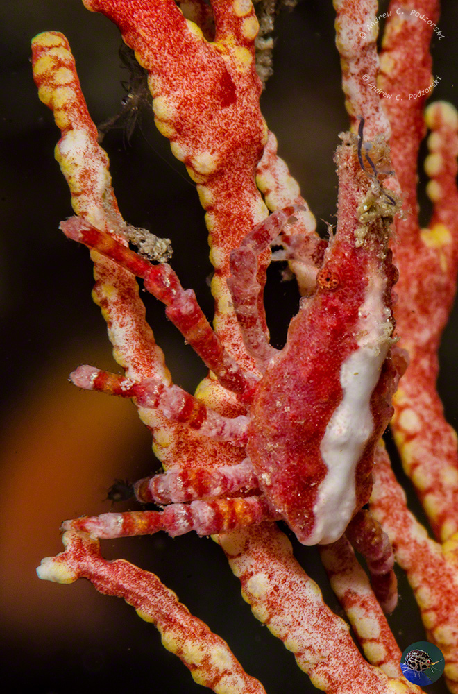 Xenocarcinus depressus