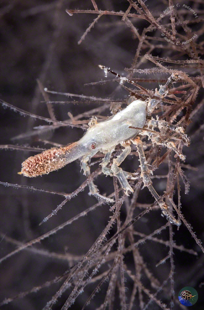 Xenocarcinus cf. conicus