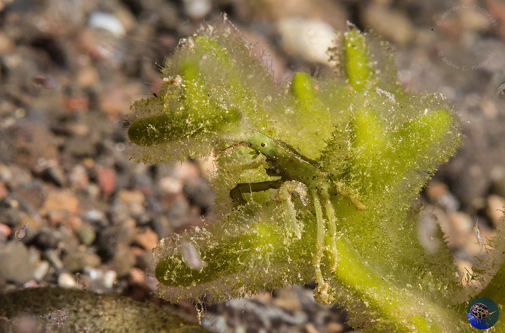 Hyastenus cf. bispinosus