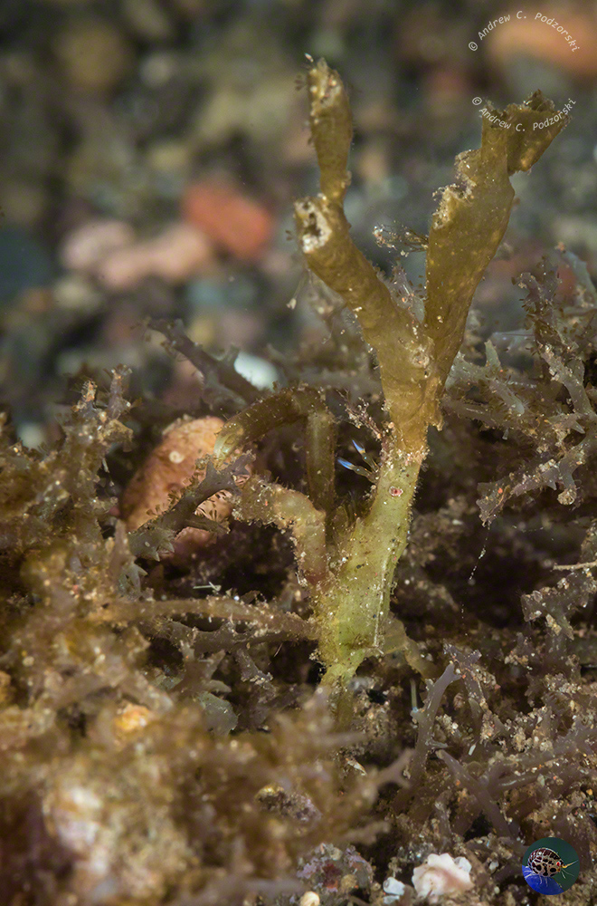 Hyastenus cf. bispinosus