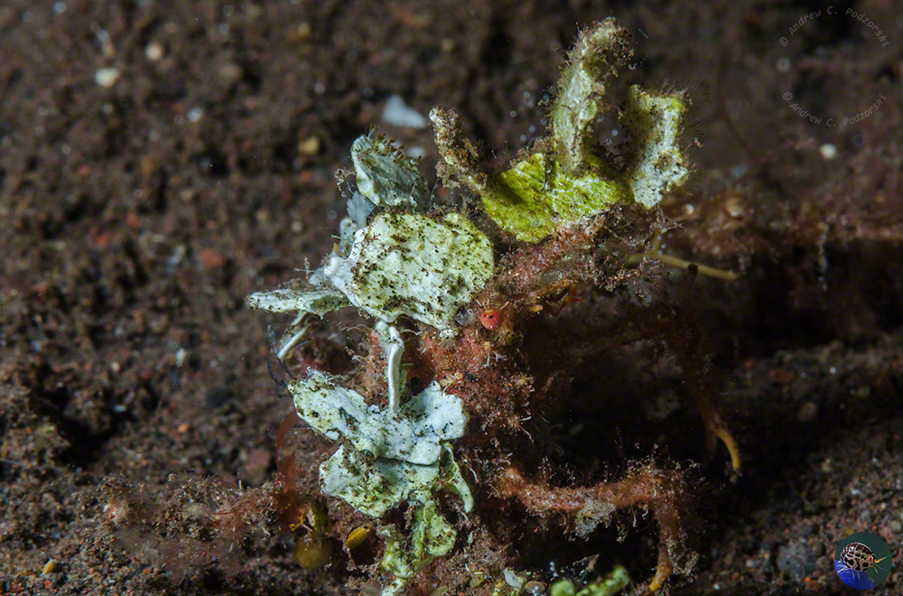 Unidentified with Halimeda camouflage