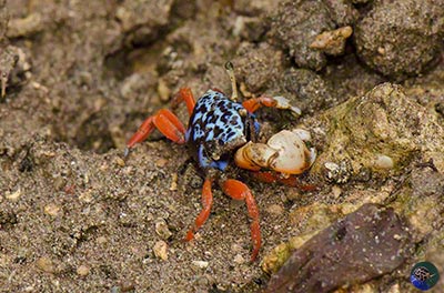 Gelasimus tetragonon