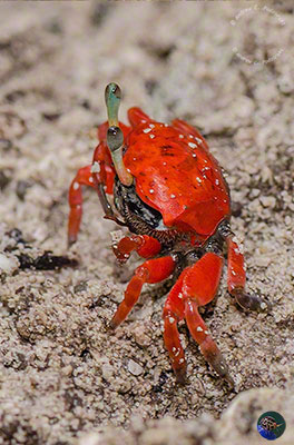 Paraleptuca crassipes