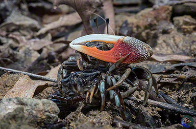 Paraleptuca crassipes