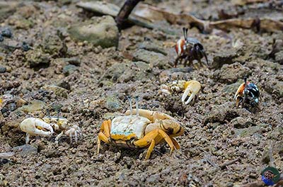 Unidentified species.with Uca tetragon