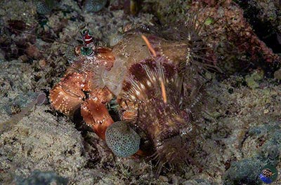 The decorator hermit, Dardanus deformis