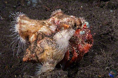 The decorator hermit, Dardanus deformis