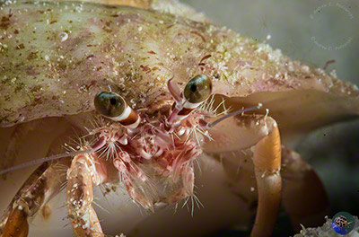 Unidentified hermit crab