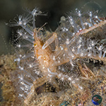 Decorator Crabs