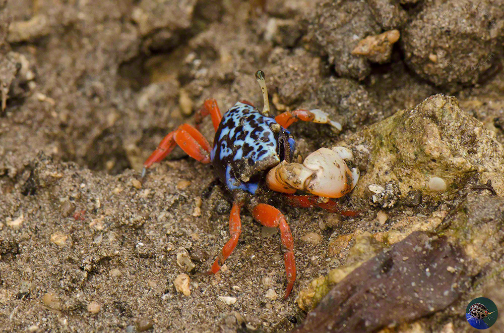 Gelasimus tetragonon