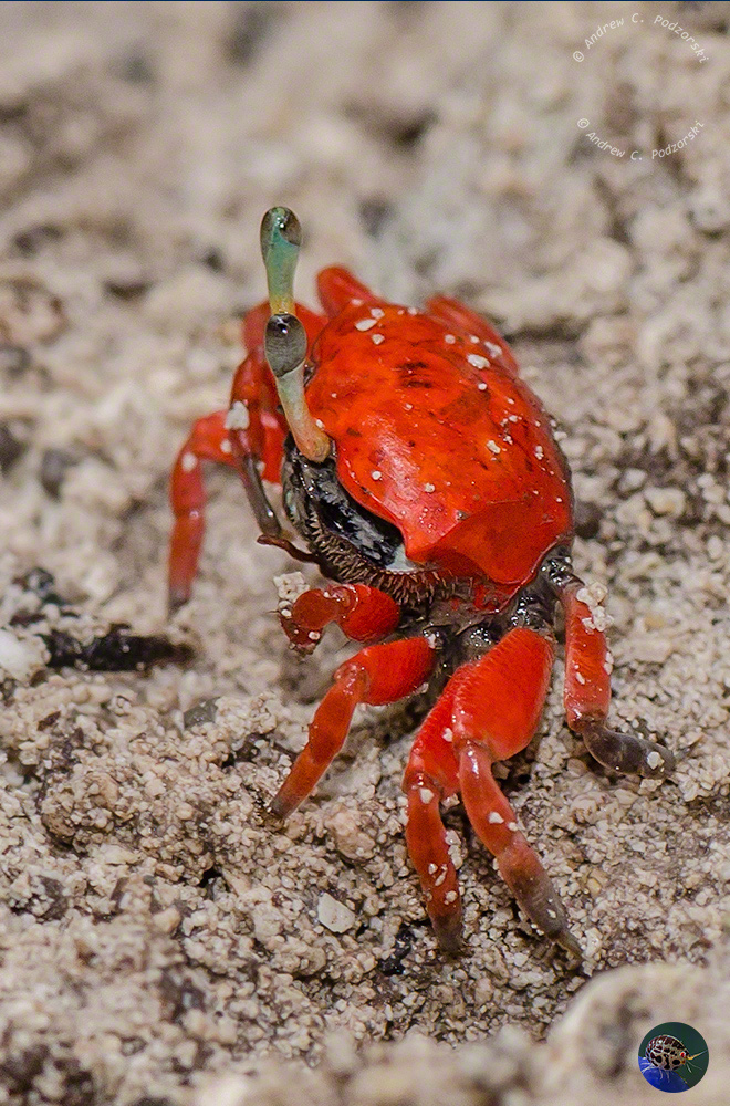 Paraleptuca crassipes