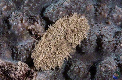 Aulacolambrus hoplonotus