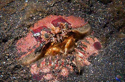 Calappa cf. philargius