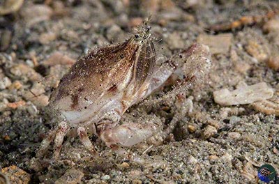 Leuosia cf. pubescens