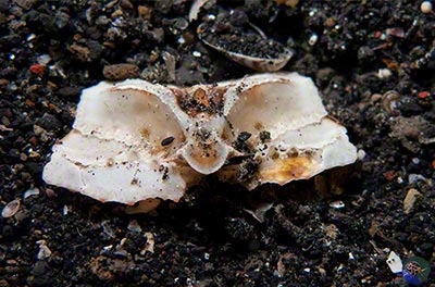 Pseudolambrus cf. lobatus