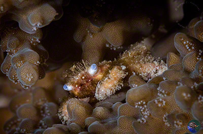 cf. Cryptodromia sp.