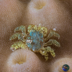 Decorator Crabs