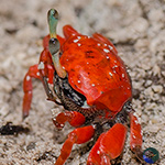 Land & sea crabs