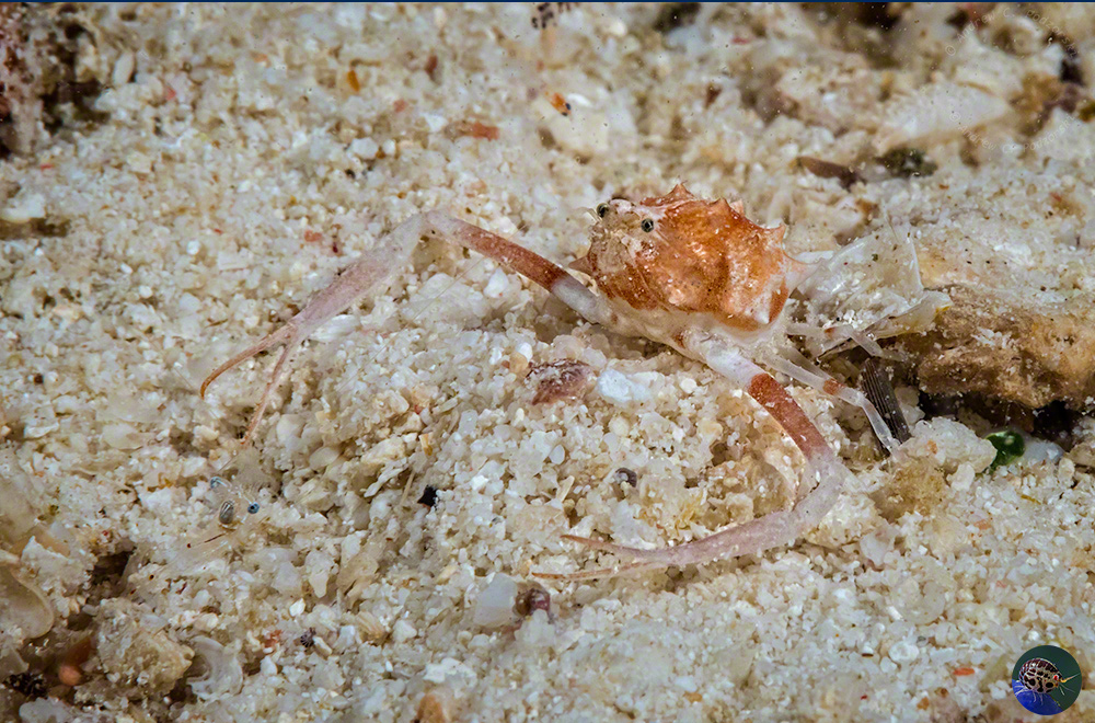 Arcania cf. sagamiensis