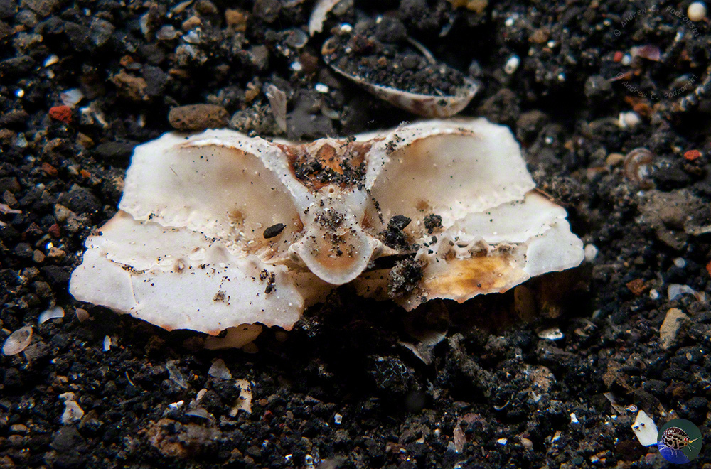 Pseudolambrus cf. lobatus