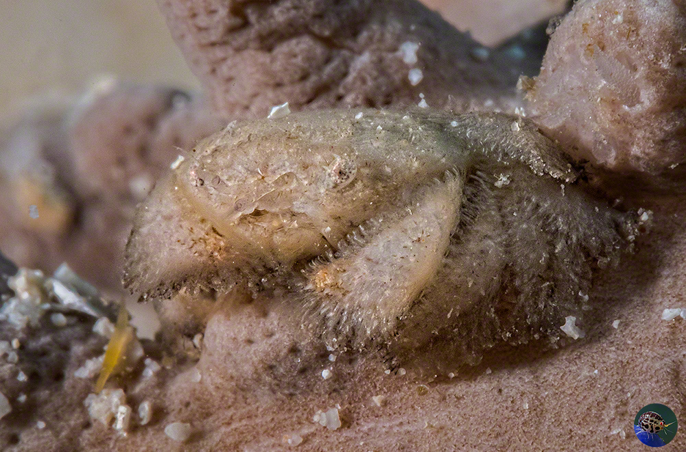 cf. Cryptodromia sp.