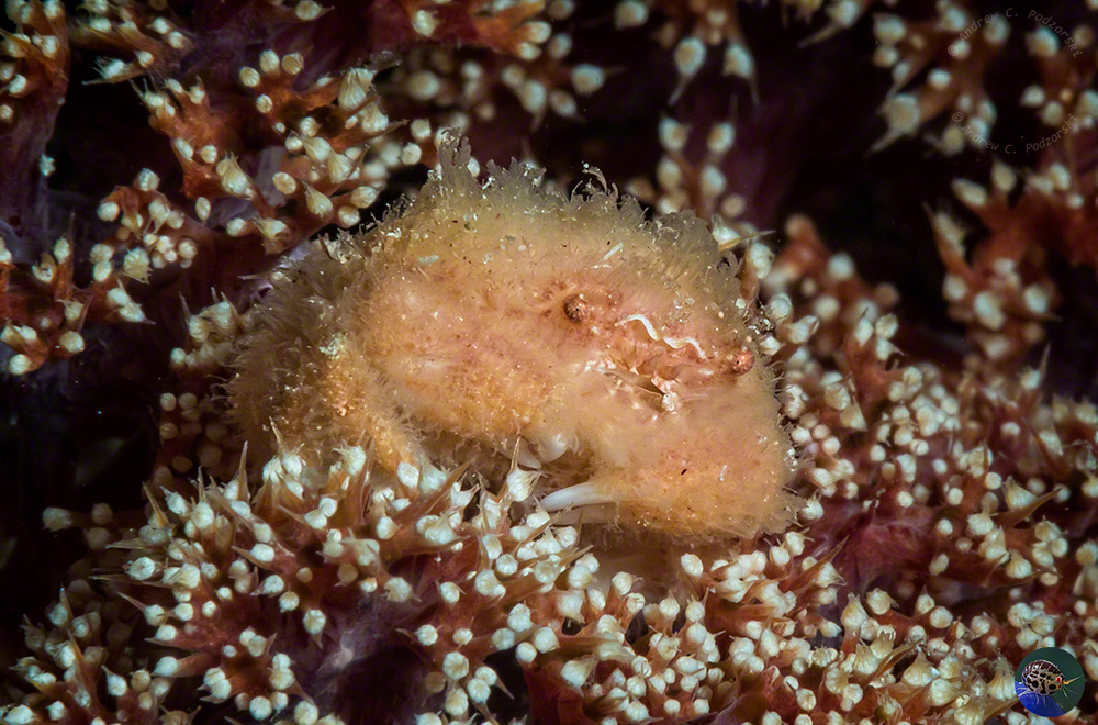 cf. Cryptodromia sp.