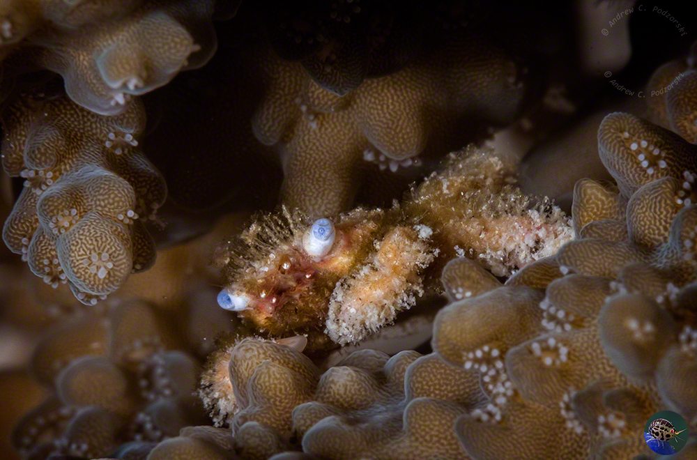 cf. Cryptodromia sp.