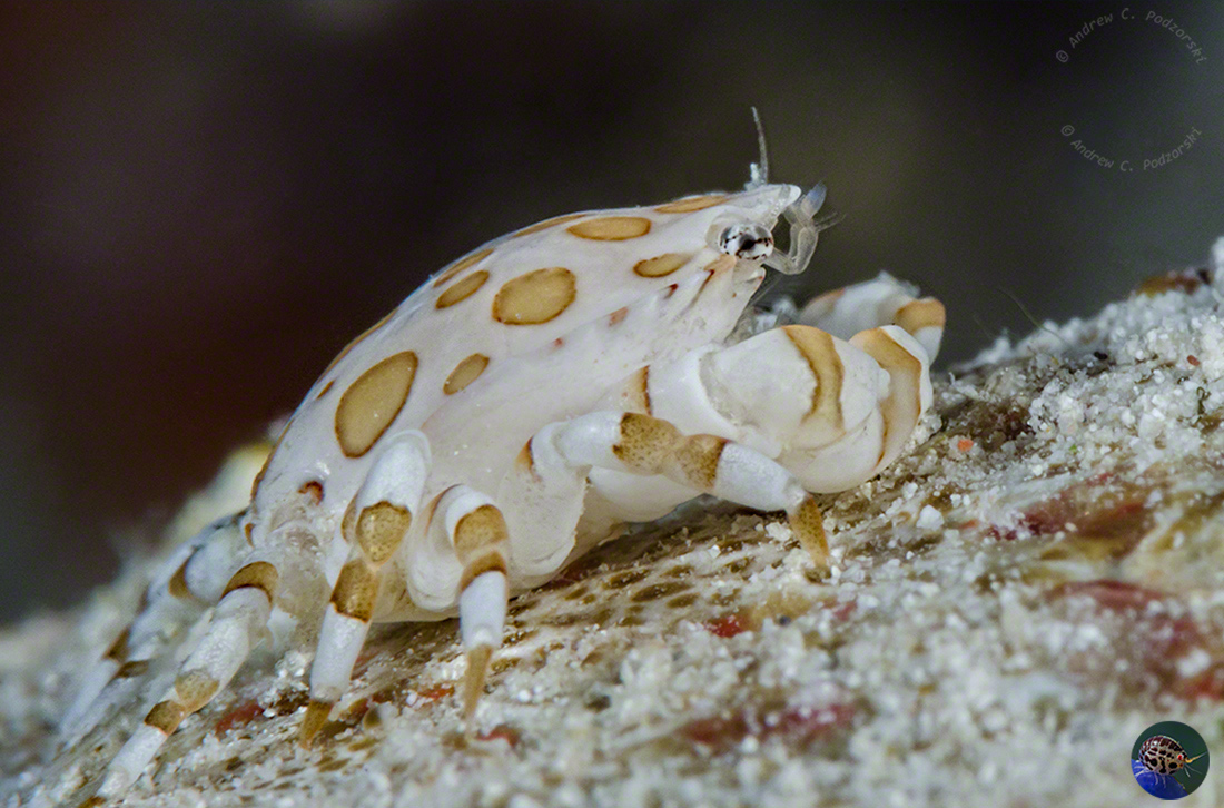 Lissocarcinus orbicularis