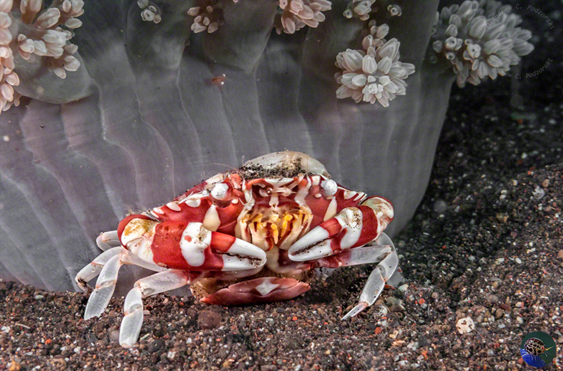 Lissocarcinus laevis with eggs