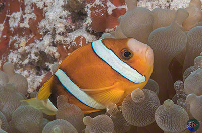 Amphiprion clarkii