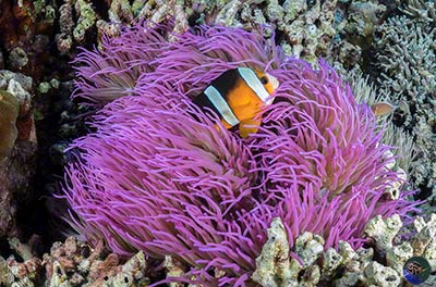 Amphiprion clarkii