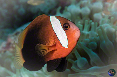 Amphiprion melanopus