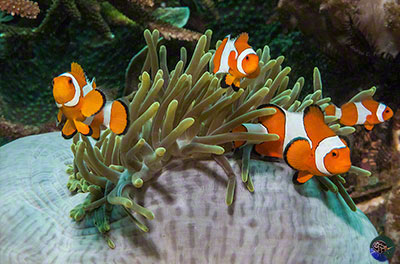 Amphiprion ocellaris