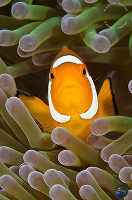 Amphiprion ocellaris