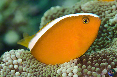 Amphiprion pacificus