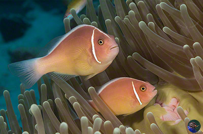 Amphiprion perideraion