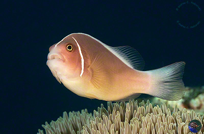 Amphiprion perideraion
