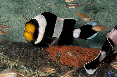 Amphiprion polymnus guarding eggs