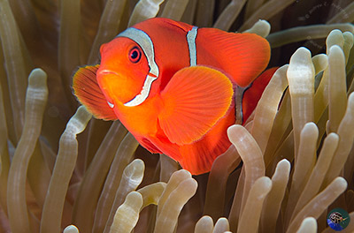 Premnas biaculeatus - male