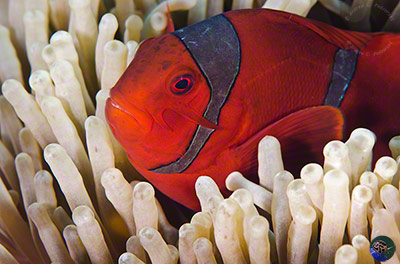 Premnas biaculeatus - female