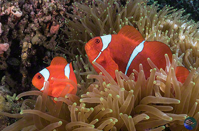 Premnas biaculeatus - large female, small male