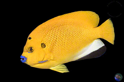 Apolemichthys trimaculatus