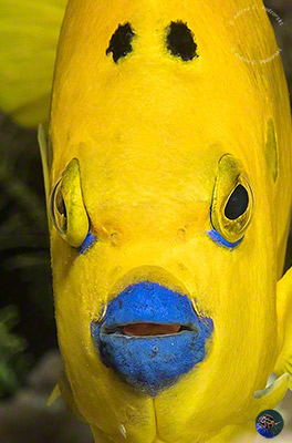 Apolemichthys trimaculatus