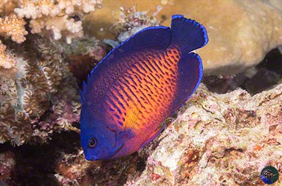 Centropyge bispinosa