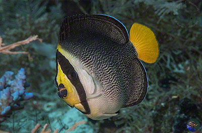 Chaetodontoplus mesoleucas