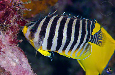 Centropyge multifasciata